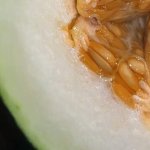 Melon wil neuken en ik geef haar pik helemaal naar beneden