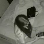 Hidden Camera Catches Skinny Latina Getting Fucked Hard And Rough FemeFun