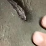 Bambi Doe Onlyfans Porn Videos: Best Full HD 1080p XXX 2026