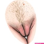 Pubic hair stories The Vulva Gallery