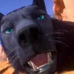 Wild Life Tiger Furry Girl With Wolf Furry Girl POV
