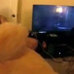 Horny guy fucks giant stuffed bear