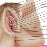 Clitoris