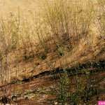 Hike Naked Day: to Celebrate Backpacking in Your Birthday Suit